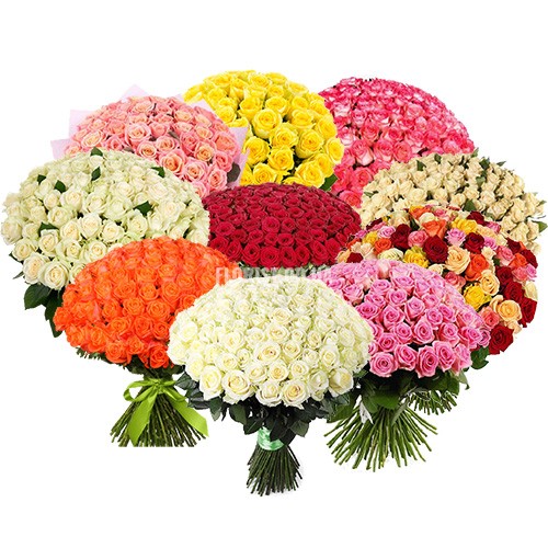 1001 роза разных цветов