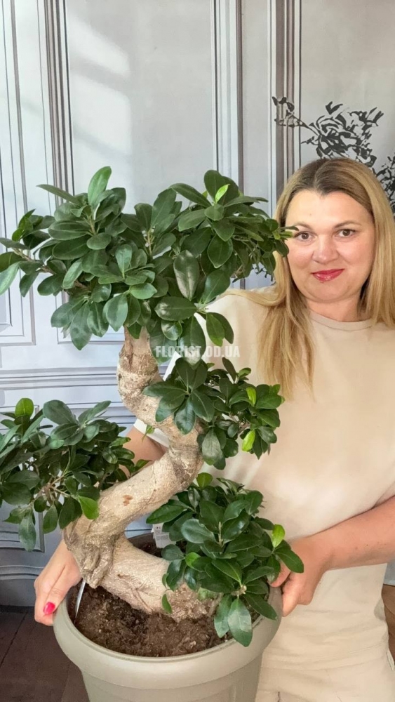 Шикарный бонсай 90 см